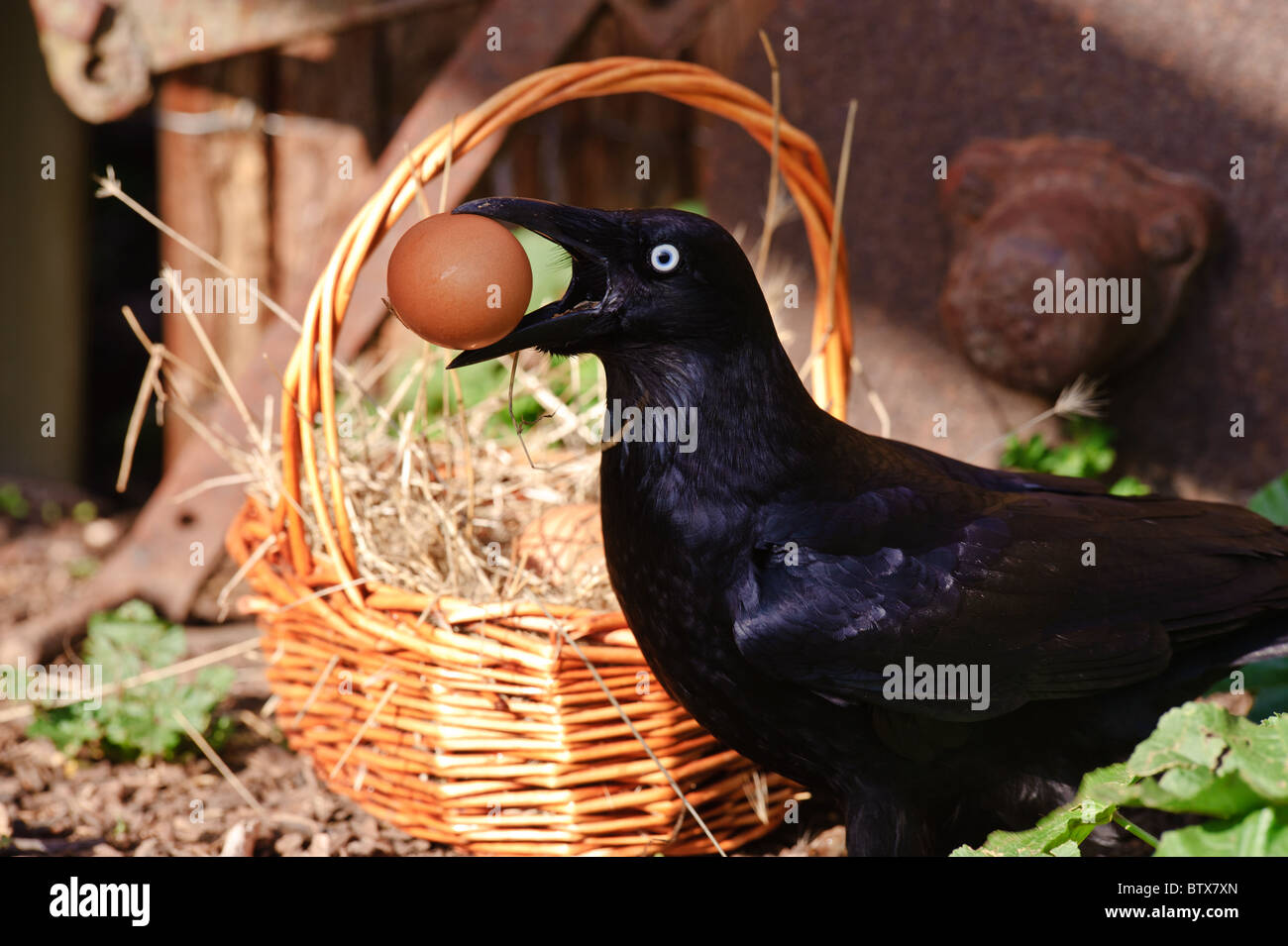 Crow steals eggs from chicken run Stock Photo