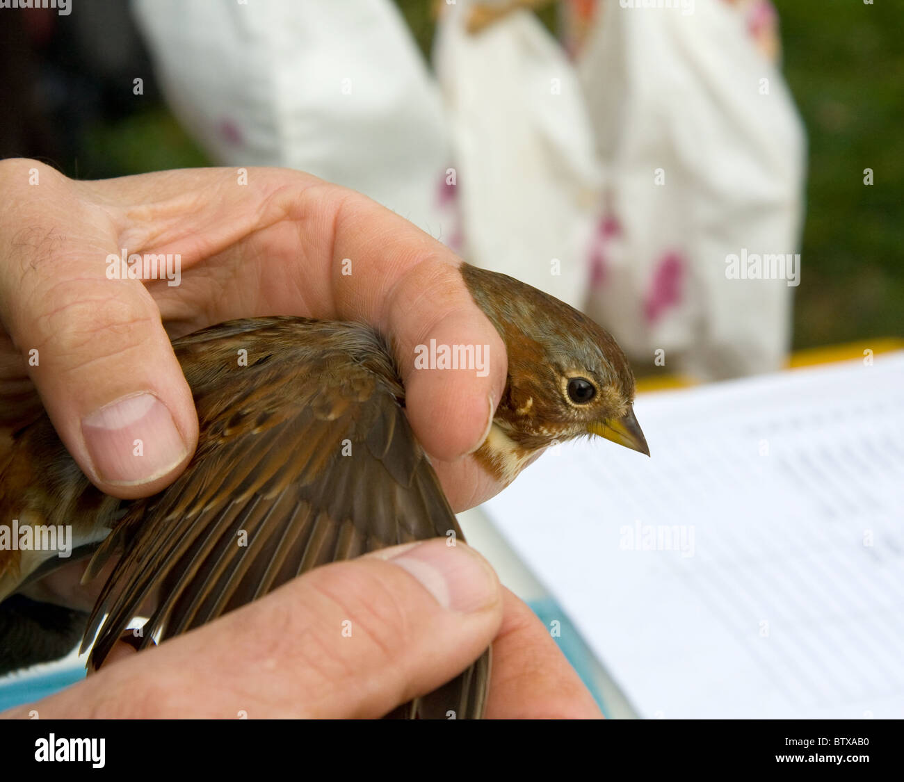 Fox Sparrow (Passerella iliaca) being examined after banding. Stock Photo