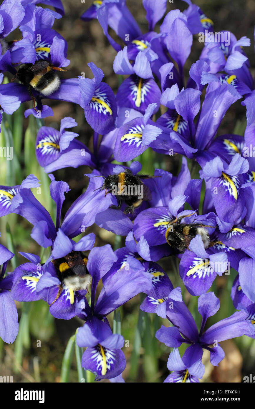 Bumble Bee (Bombus lapponicus), feeding on spring flowering Iris, Germany Stock Photo