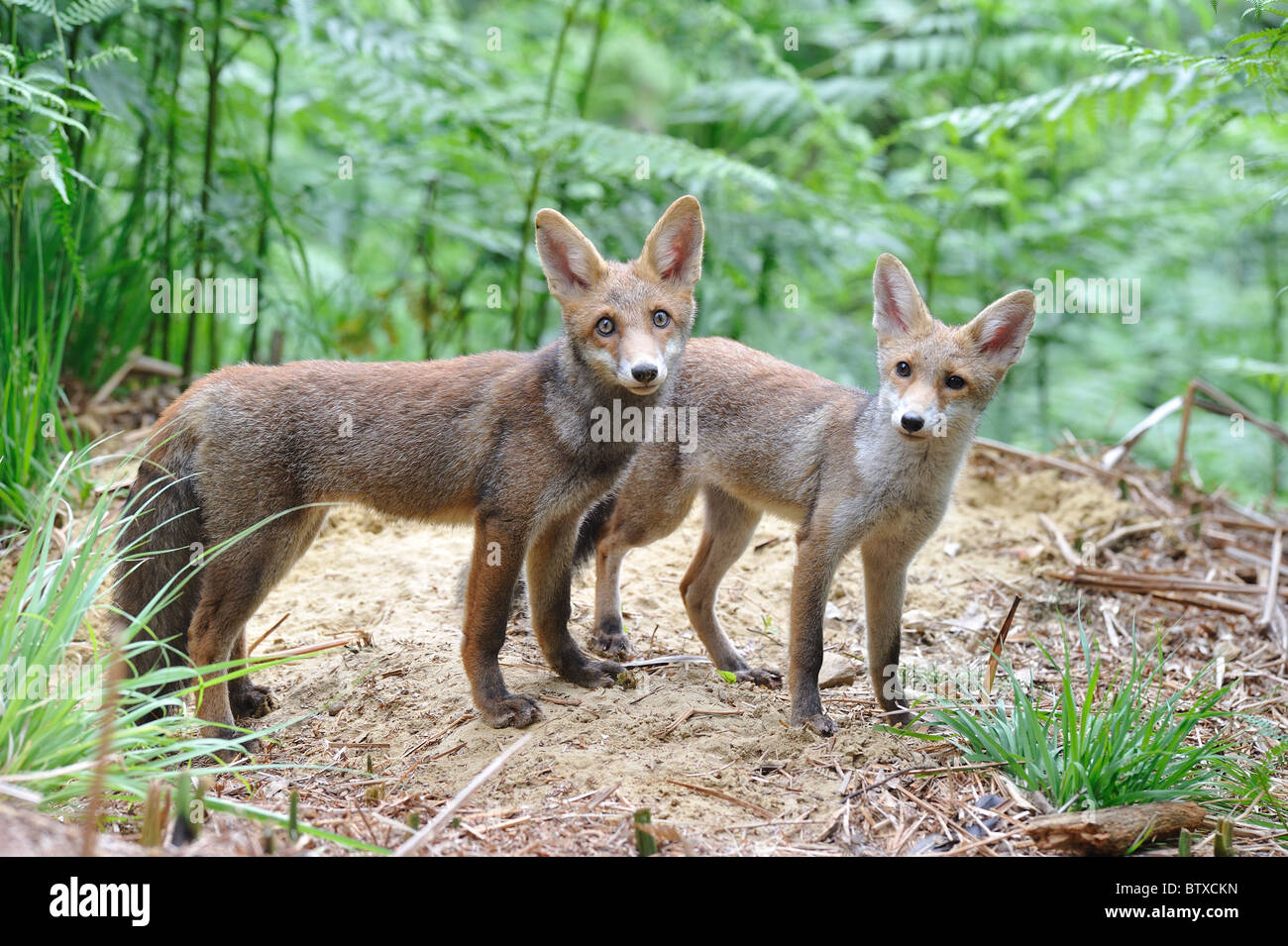 Common red fox (Vulpes vulpes) Two five-month-old cubs standing close ...