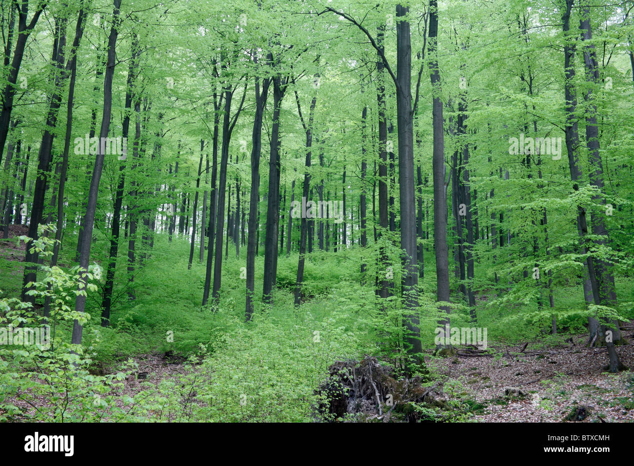 Trees In Germany Beech tree (Fagus sylvatica), woodland in spring, Germany Stock Photo ...