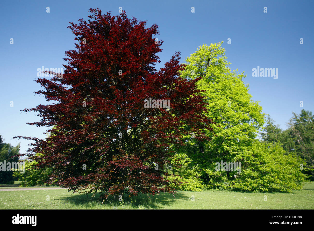 Copper beech tree hires stock photography and images Alamy
