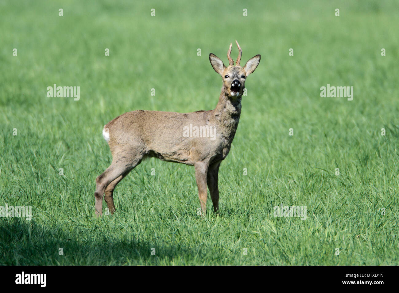 Roe Deer (Capreolus capreolus), buck calling, Germany Stock Photo Alamy