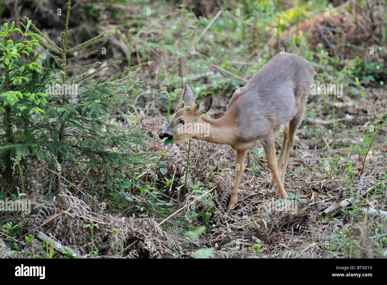 Roe Deer (Capreolus capreolus), doe in forest feeding on bramble leaves