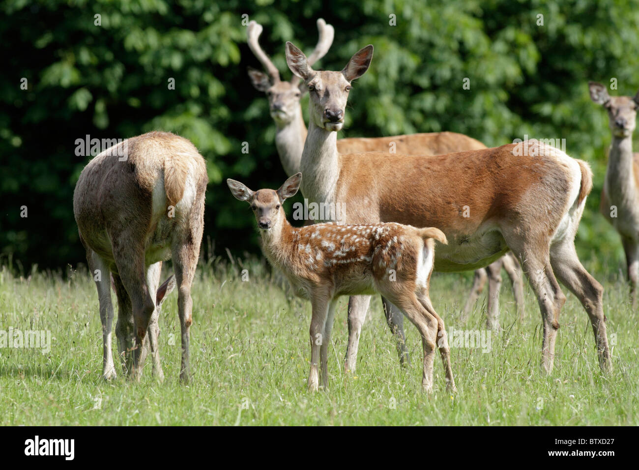 Red Deer (Cervus elaphus), hind with calf, Germany Stock Photo