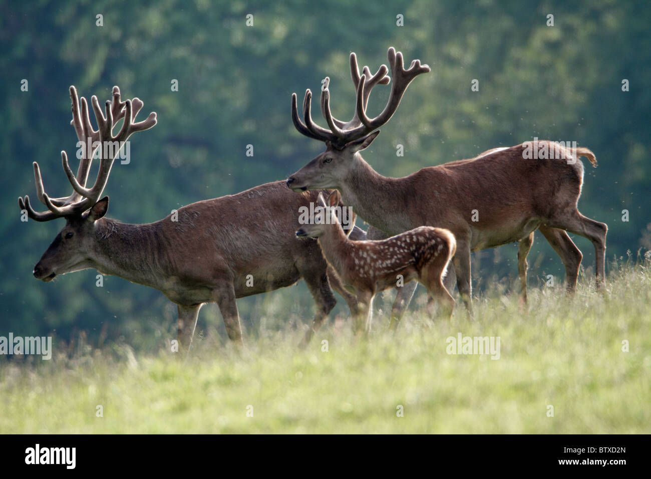 Red Deer (Cervus elaphus), two stags with fawn or calf, Germany Stock Photo