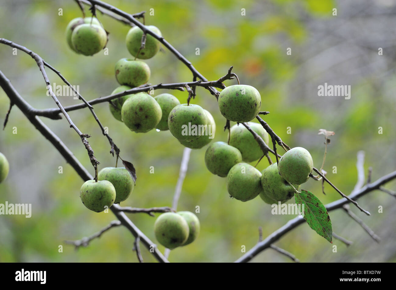 Crab apple tree - European wild apple tree (Malus sylvestris) bearing fruits in autumn - Belgium Stock Photo