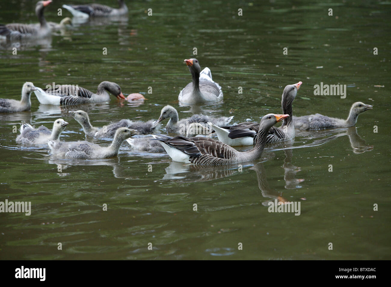 Greylag Goose (Anser anser), parent birds with goslings swimming on lake, Germany Stock Photo