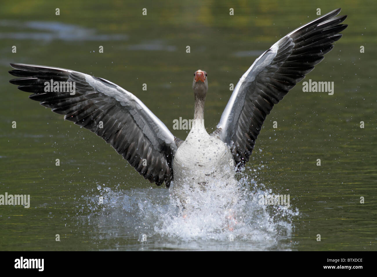 Greylag Goose (Anser anser), gander displaying excitedly to female during breeding season, Germany Stock Photo