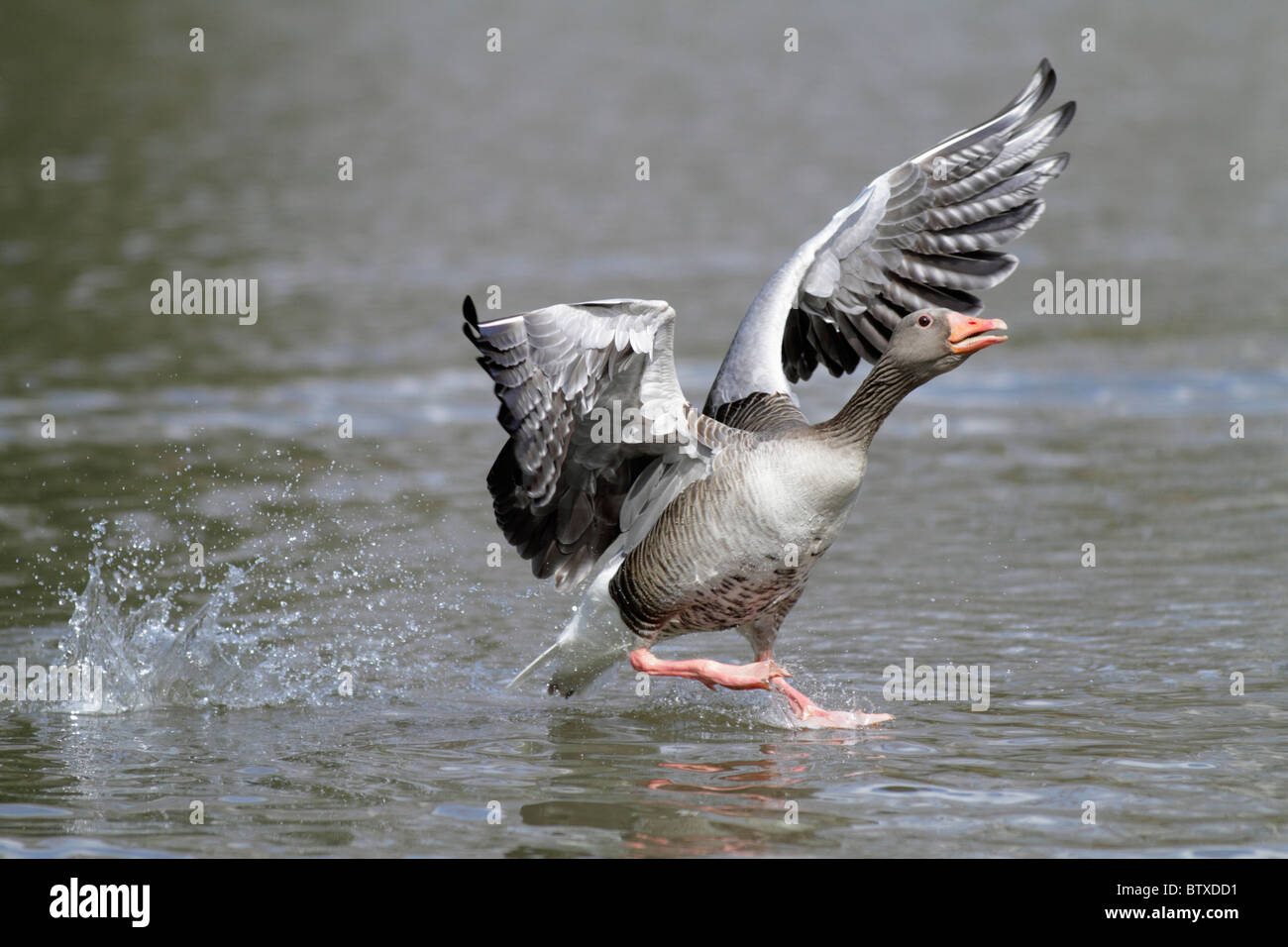 Greylag Goose (Anser anser), gander running across water surface, displaying to female during breeding season, Germany Stock Photo
