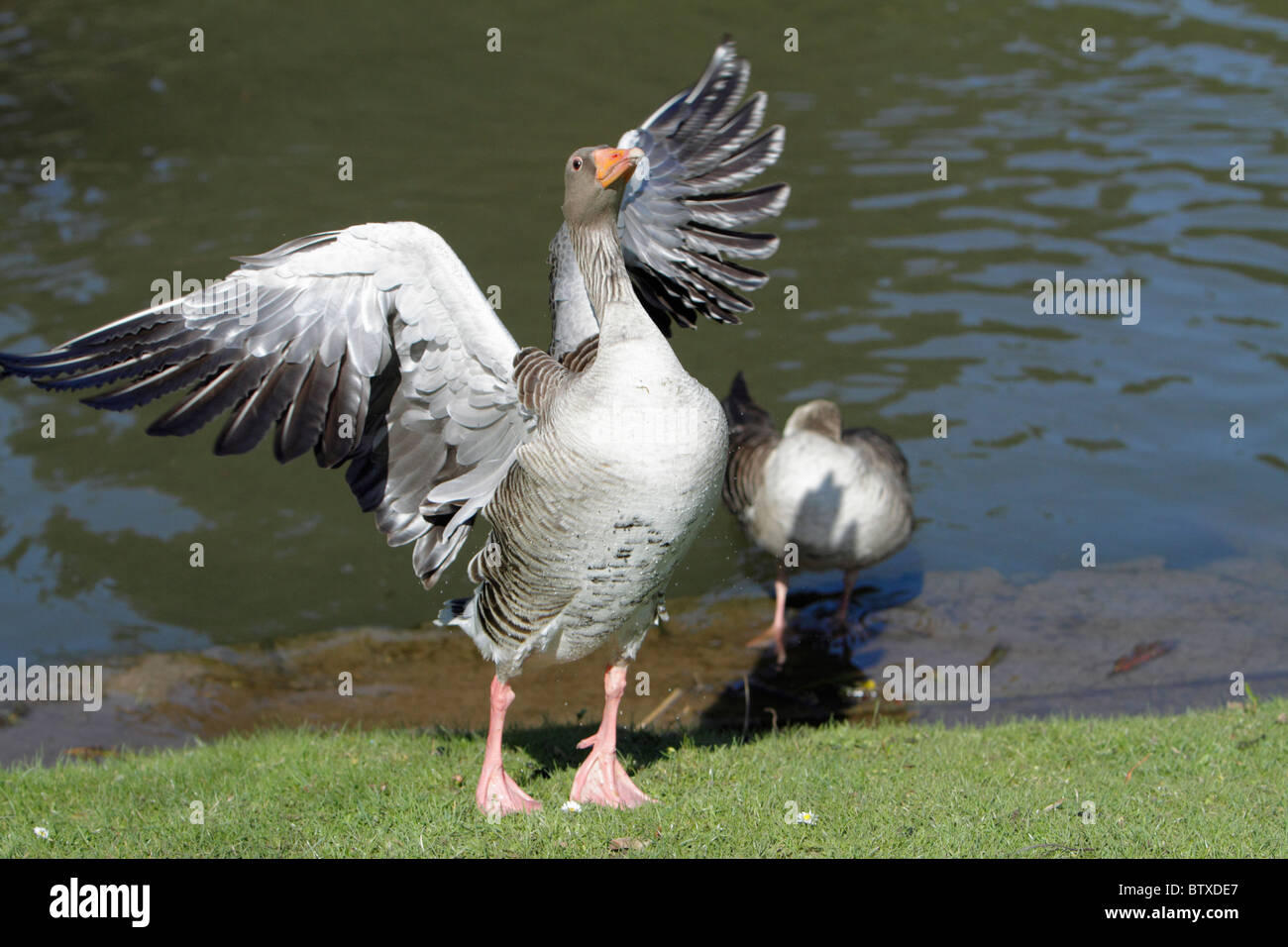 Greylag Goose (Anser anser), bird emerging from lake and flapping wings to dry them, Germany Stock Photo