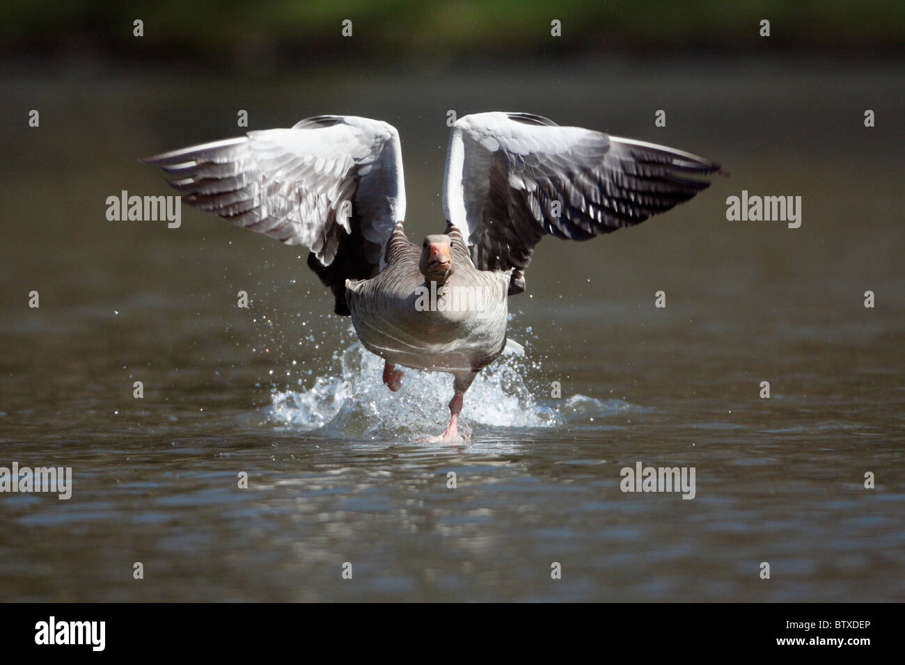 Greylag Goose (Anser anser), gander running across water surface, displaying to female during breeding season, Germany Stock Photo
