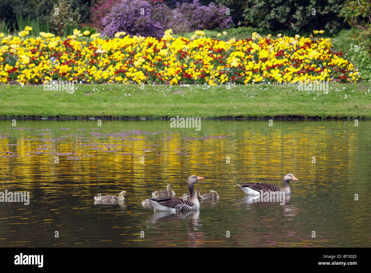 Greylag Goose (Anser anser), parent birds with goslings swimming on lake, Germany Stock Photo