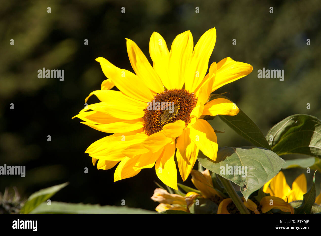 Sunflower core hi-res stock photography and images - Alamy