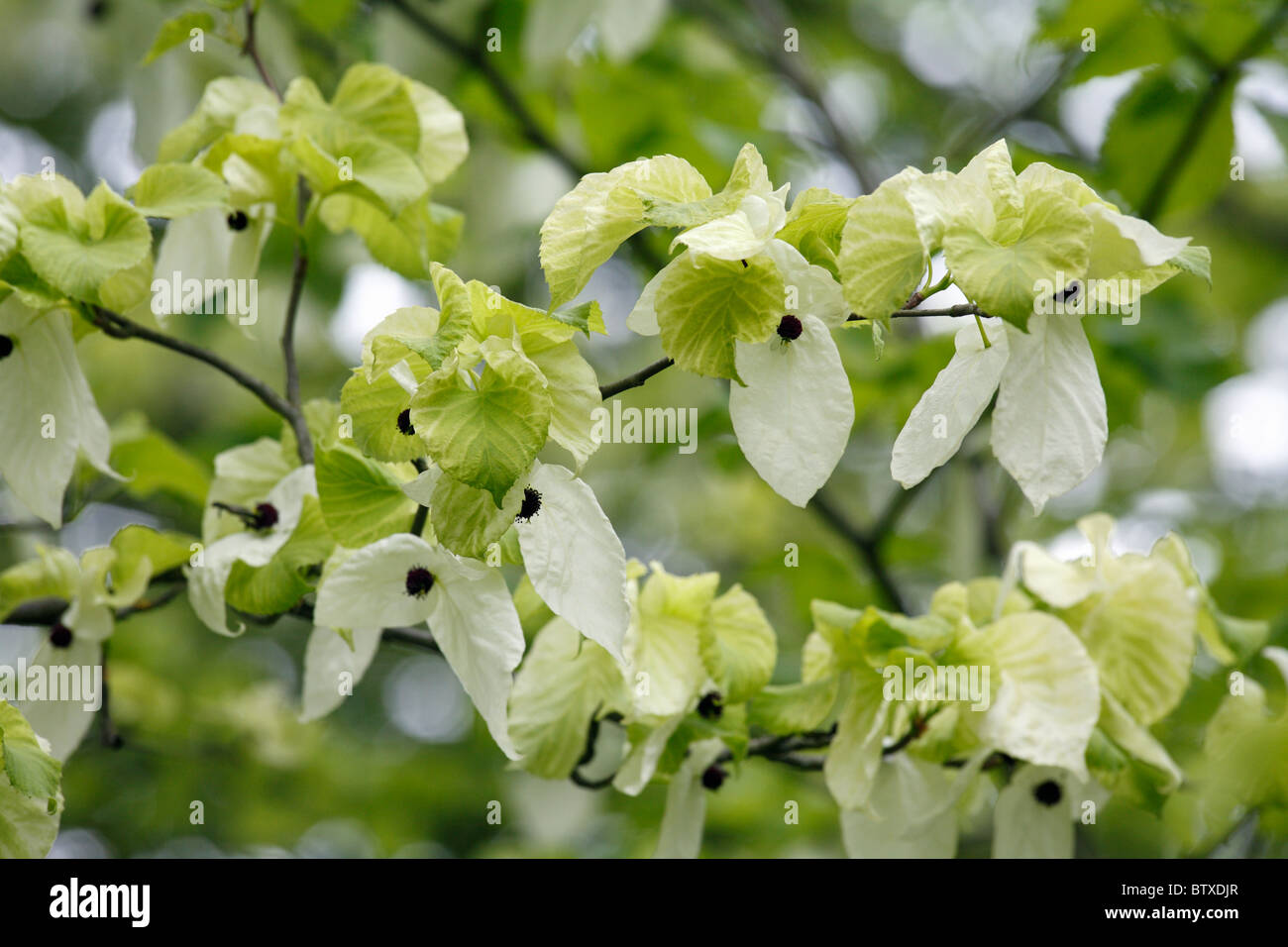 Hankerchief or Dove Tree (Davidia involucrata), showing flower petals or bracts, Germany Stock Photo