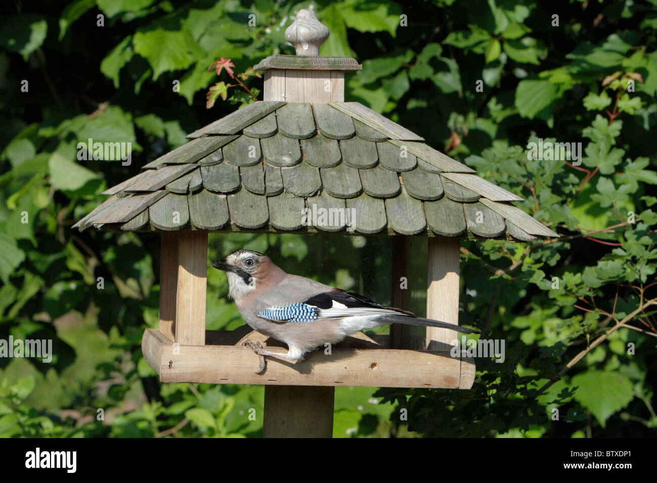Jay bird germany hi-res stock photography and images - Page 2 - Alamy