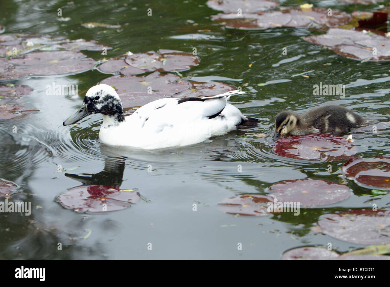 Mallard (Anas platyrhynchos), duck with semi-albino plumage, with duckling in lake, Germany Stock Photo