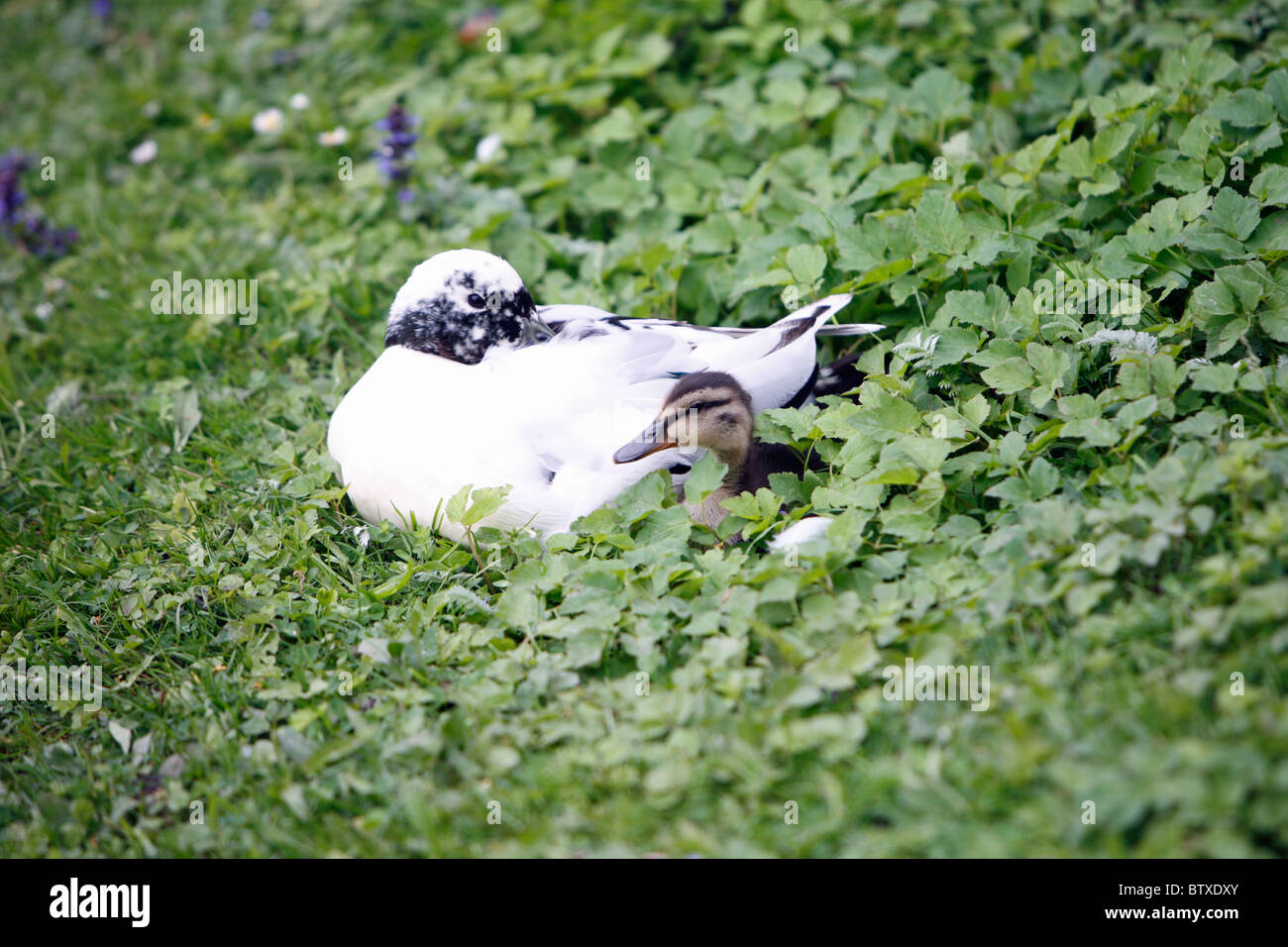 Mallard (Anas platyrhynchos), duck with semi-albino plumage, with duckling, Germany Stock Photo