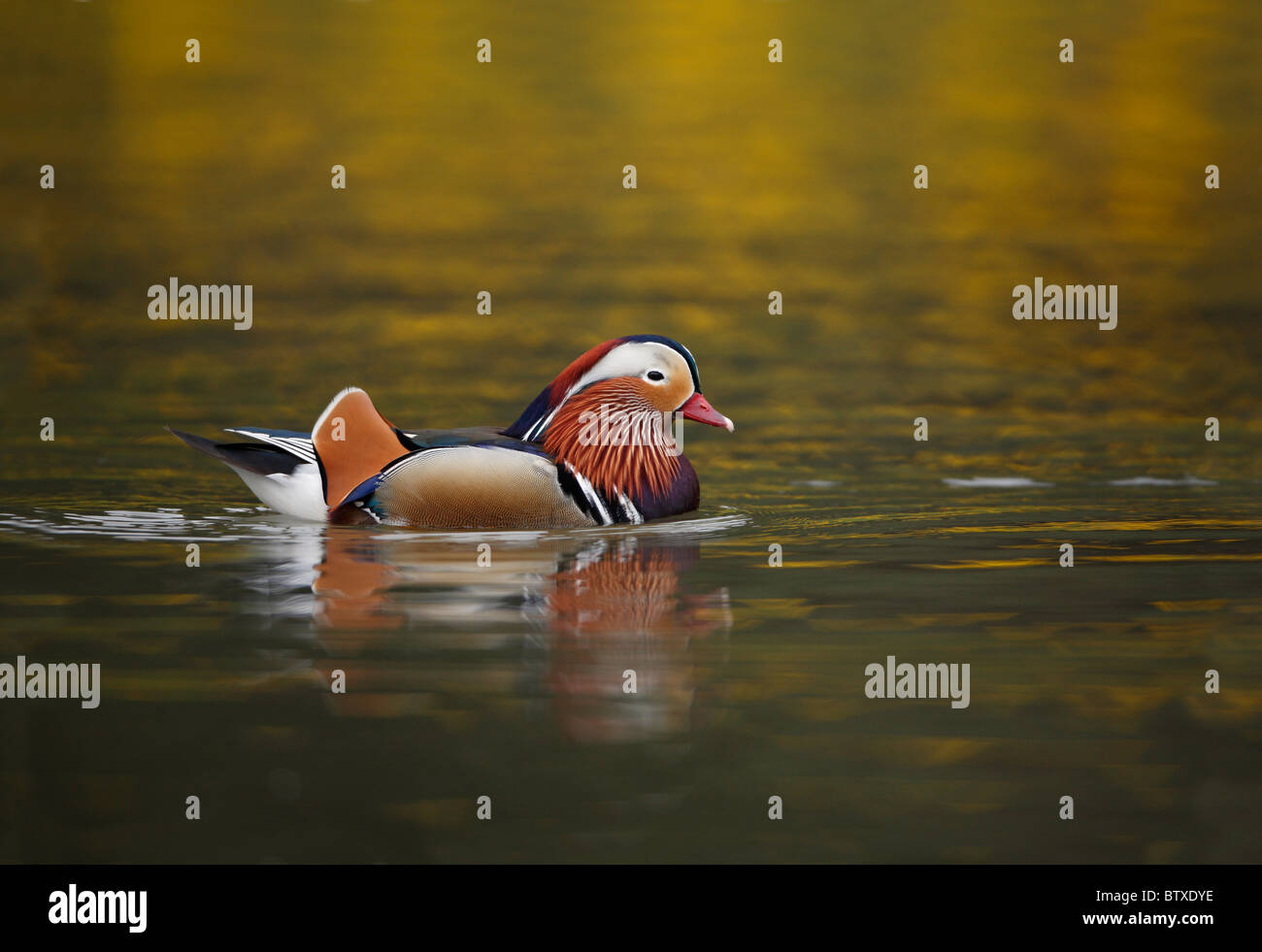 Mandarin duck swimming on lake hires stock photography and images Alamy