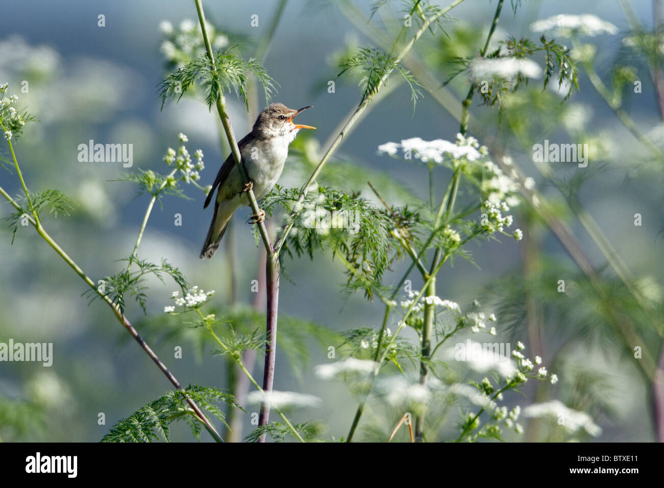 Marsh Warbler (Acrocephalus palustris) singing from flowering hemlock plant, Germany Stock Photo