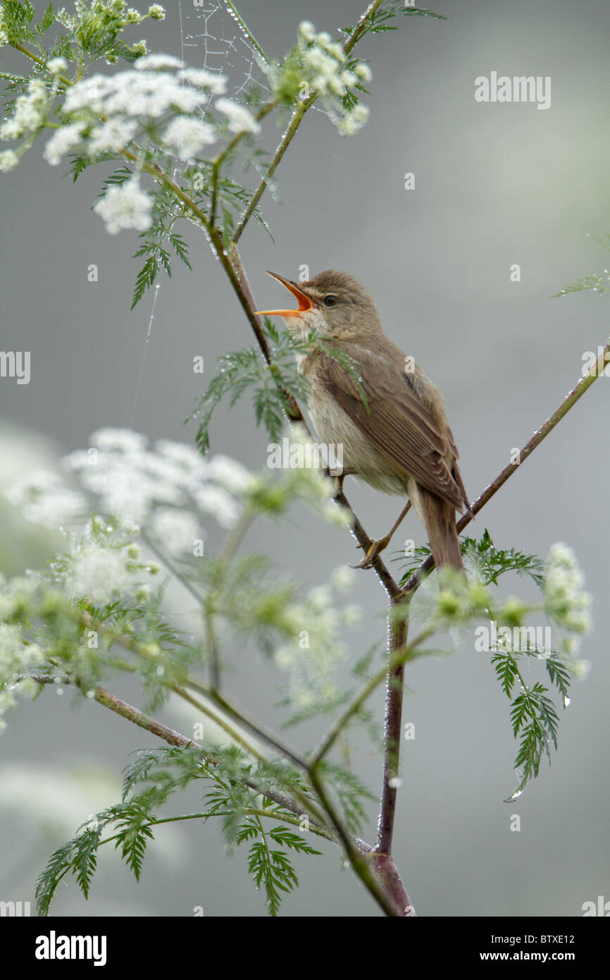 Marsh Warbler (Acrocephalus palustris) singing from flowering hemlock plant, Germany Stock Photo