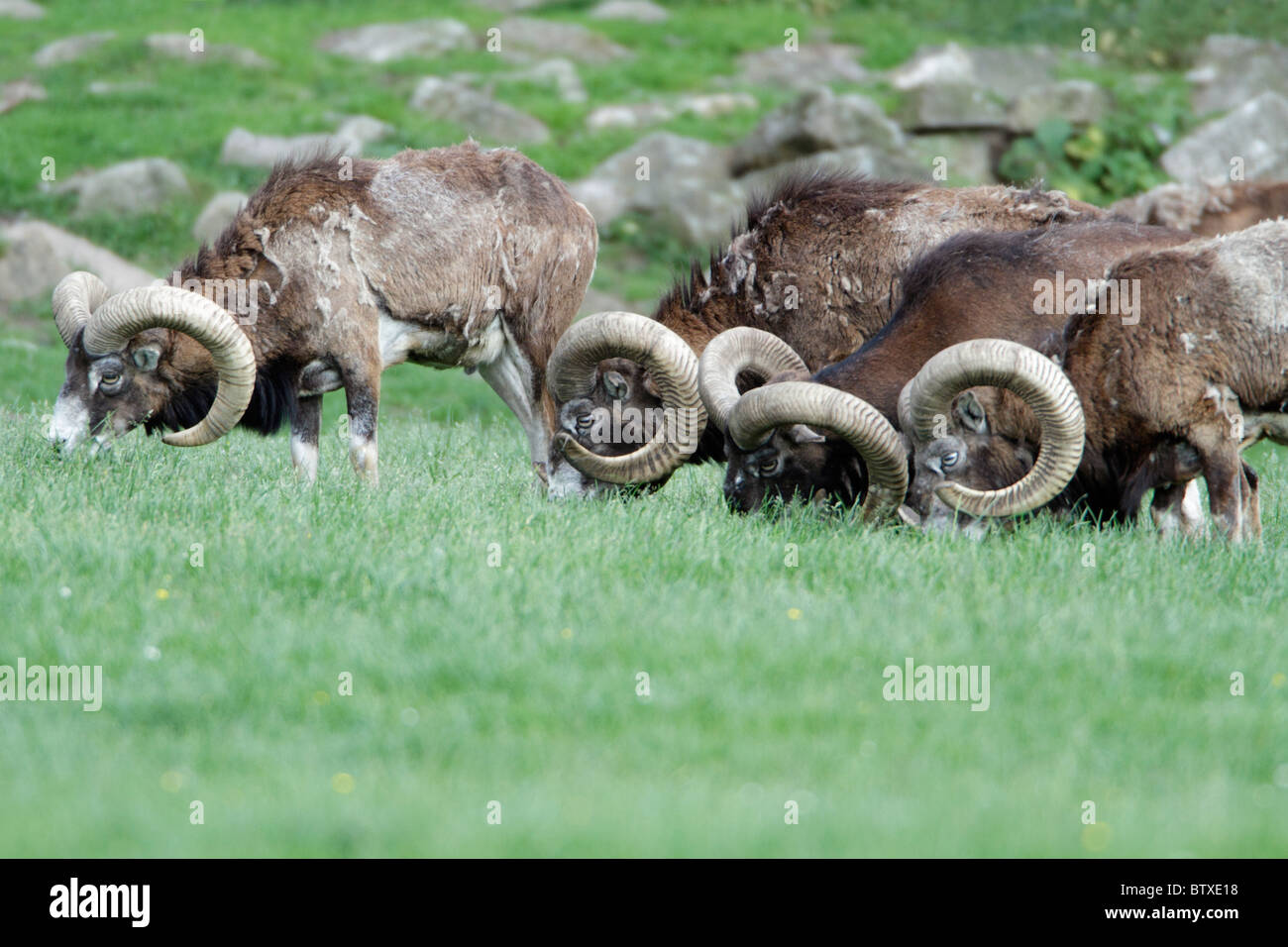 European Mouflon (Ovis musimon), rams grazing on meadow, Germany Stock Photo