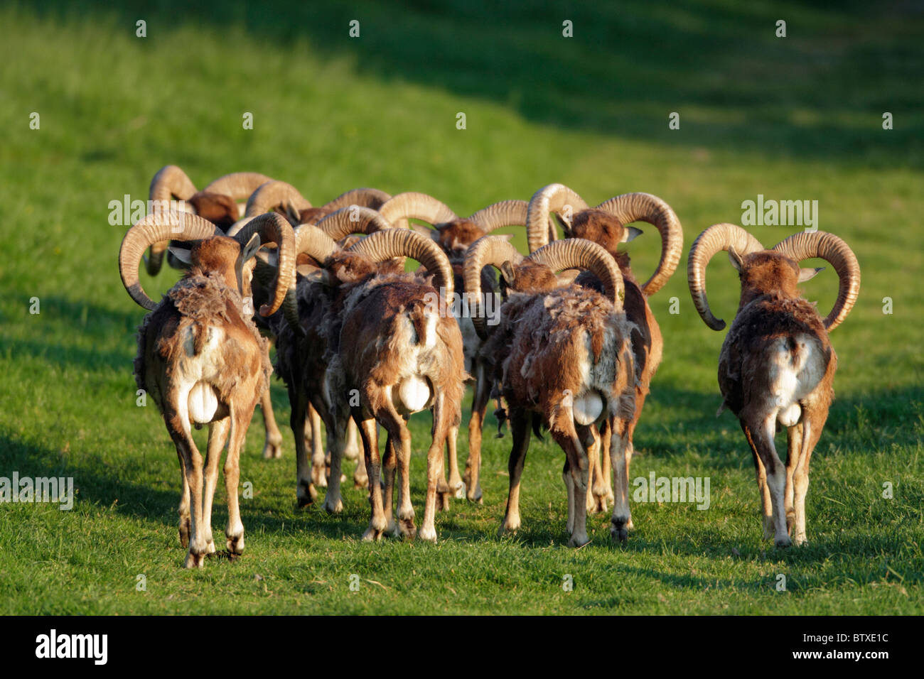 European Mouflon (Ovis musimon), herd of rams, from behind, Germany Stock Photo