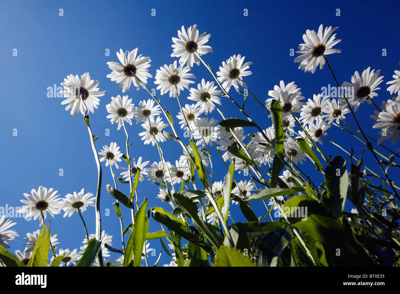 Ox-eye Daisy (Leucanthemum vulgare), flowering against a blue sky, Germany Stock Photo