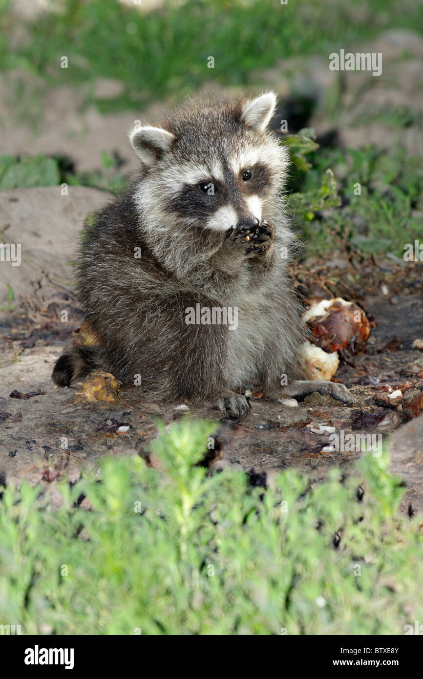 Raccoon (Procyon lotor), baby animal feeding on ground, Germany Stock Photo
