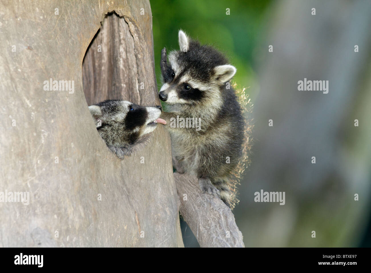 Raccoon (Procyon lotor), two baby animals playing at den entrance, Germany Stock Photo