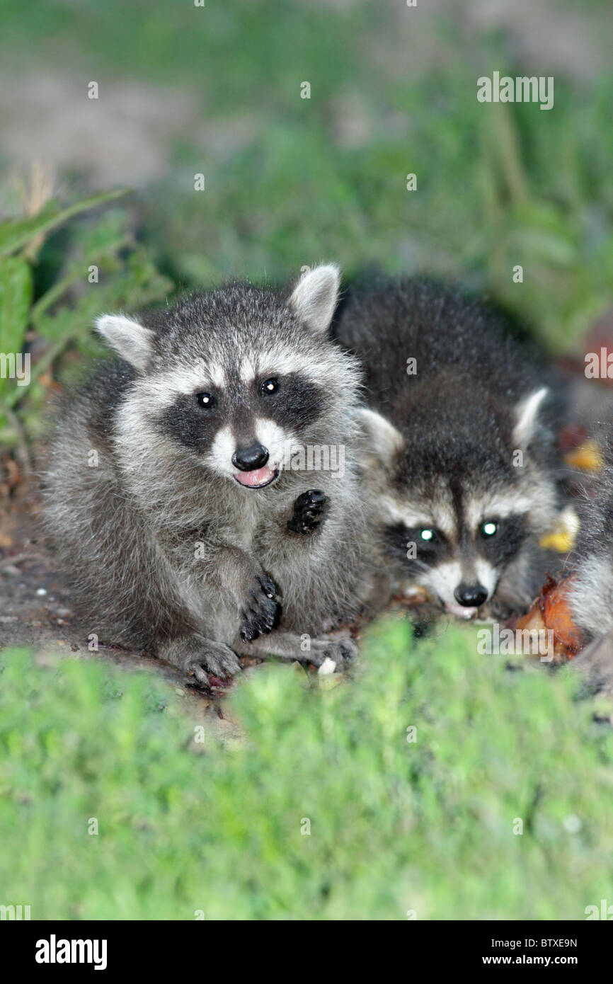 Two raccoon hi-res stock photography and images - Alamy