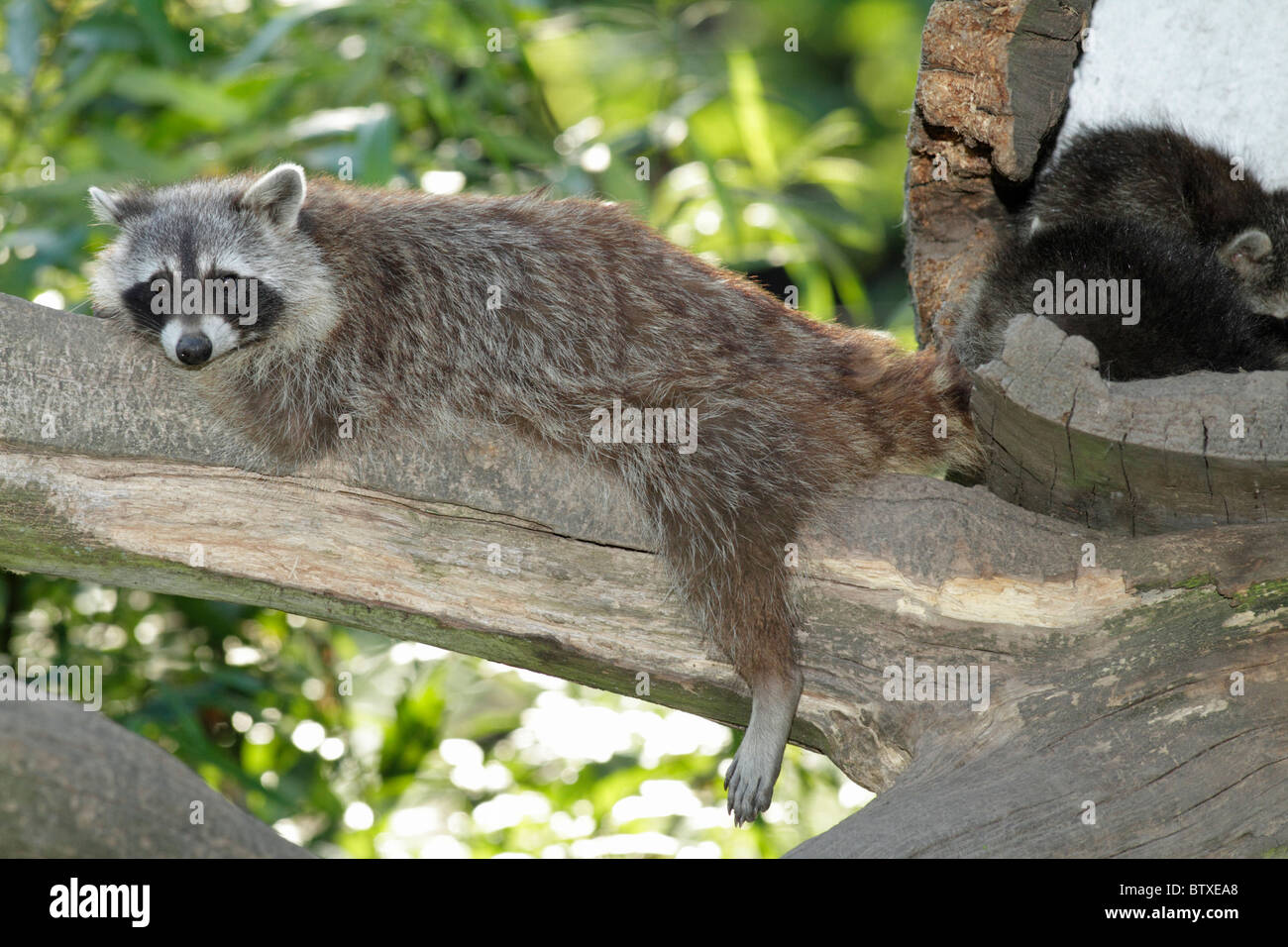 Raccoon (Procyon lotor), resting on branch, Germany Stock Photo