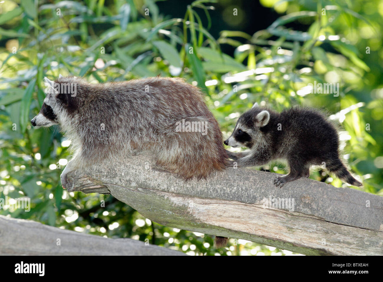 Page 4 Raccoon Baby High Resolution Stock Photography And Images Alamy