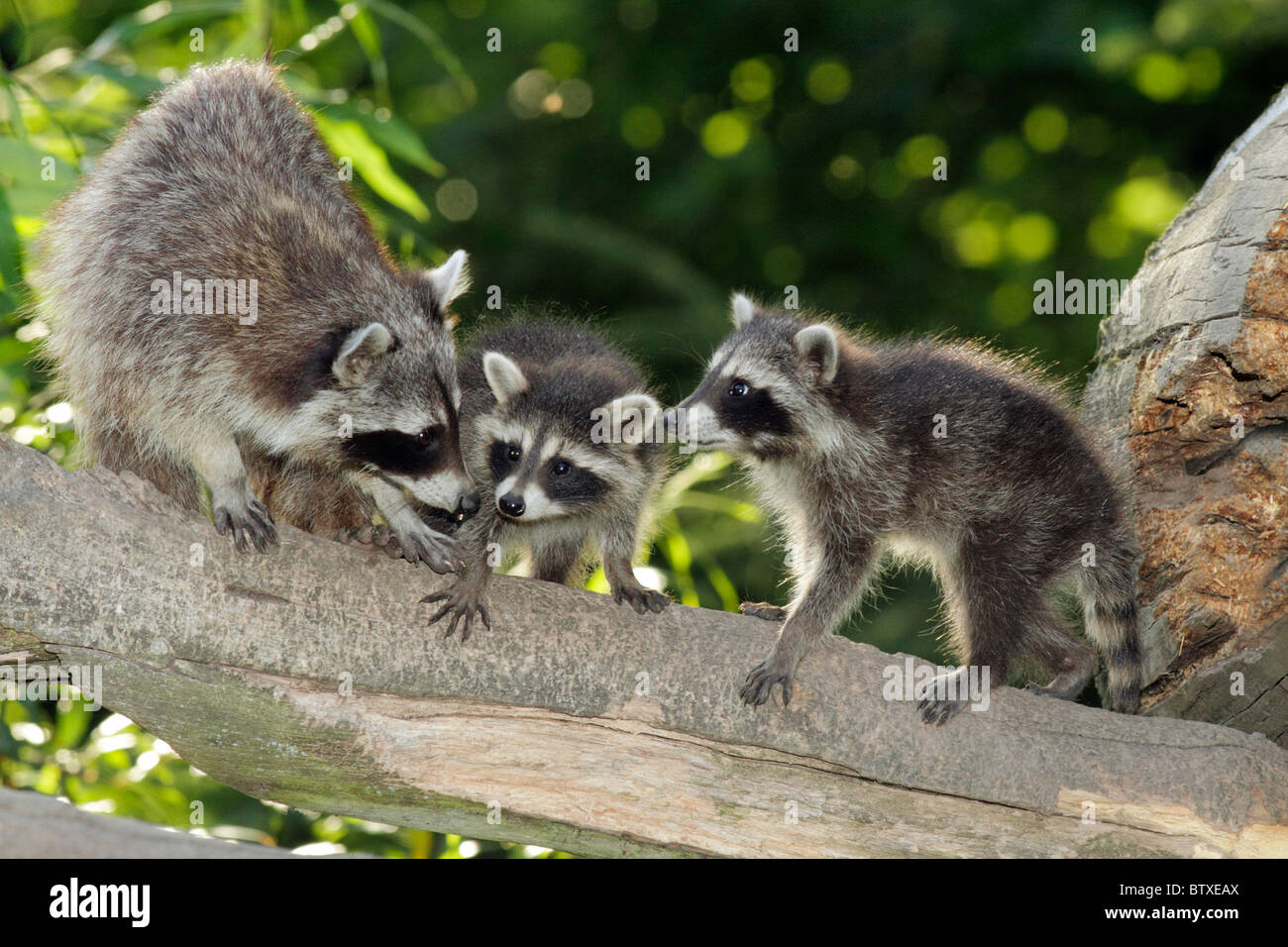 Raccoon (Procyon lotor), mother animal on branch with two baby animals, Germany Stock Photo