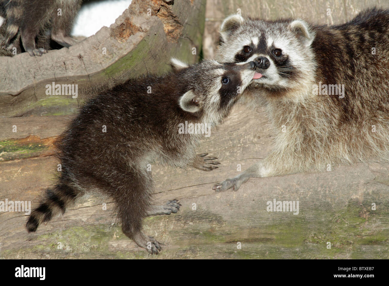 Raccoon (Procyon lotor), baby animal seeking contact with mother, Germany Stock Photo