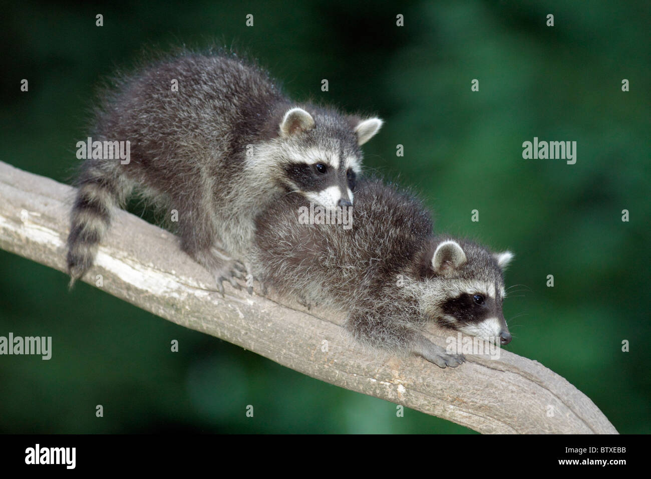 Two raccoon hi-res stock photography and images - Alamy