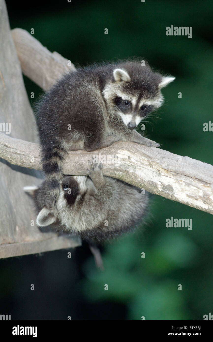 Raccoon (Procyon lotor), two baby animals playing on branch, Germany Stock Photo