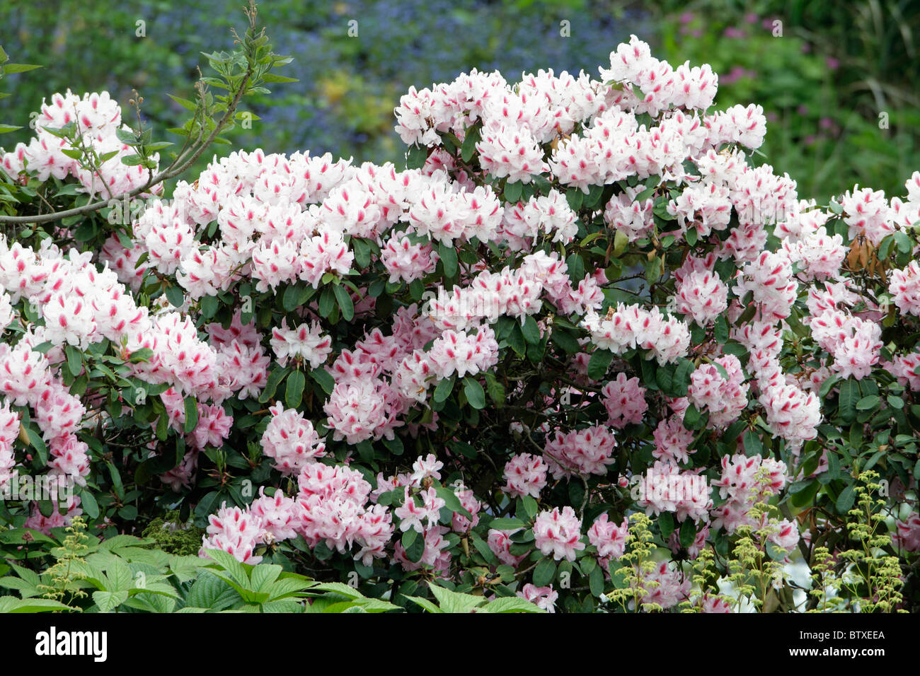 Rhododendron, flowering in park, springtime, Germany Stock Photo - Alamy