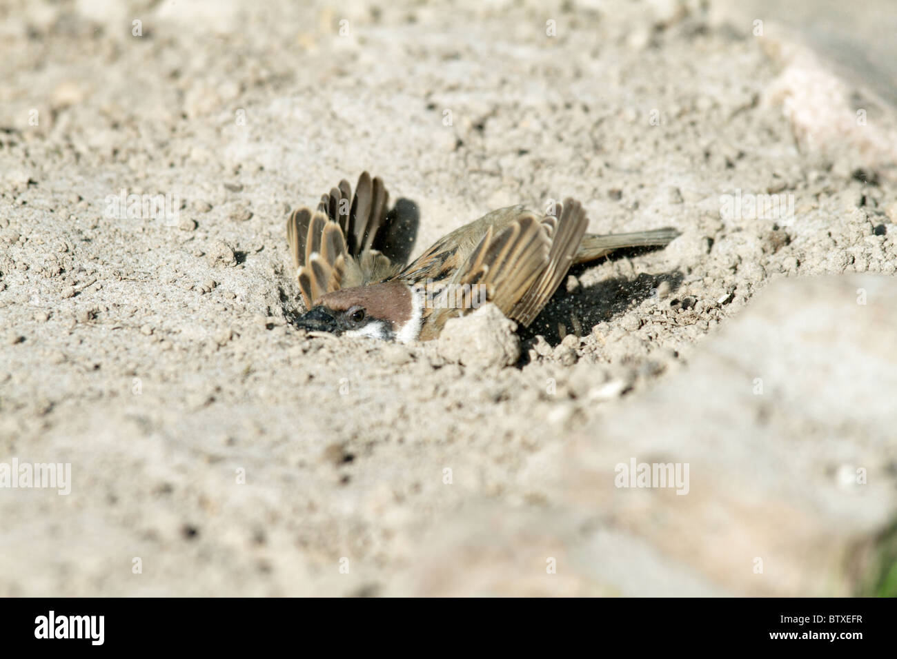 Sparrow bird dust bathing hires stock photography and images Alamy