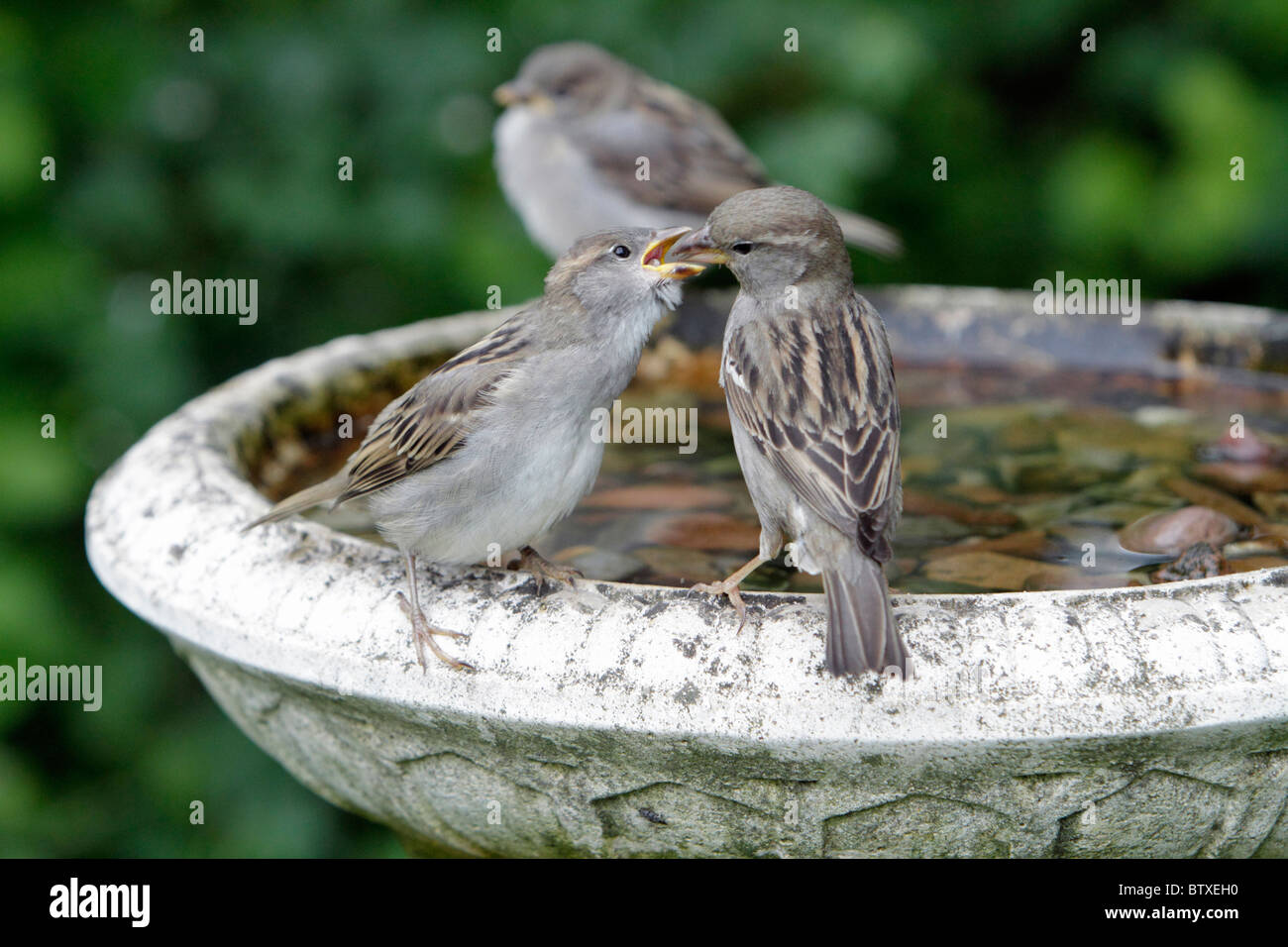 House Sparrow (Passer domesticus), young birds begging for food from