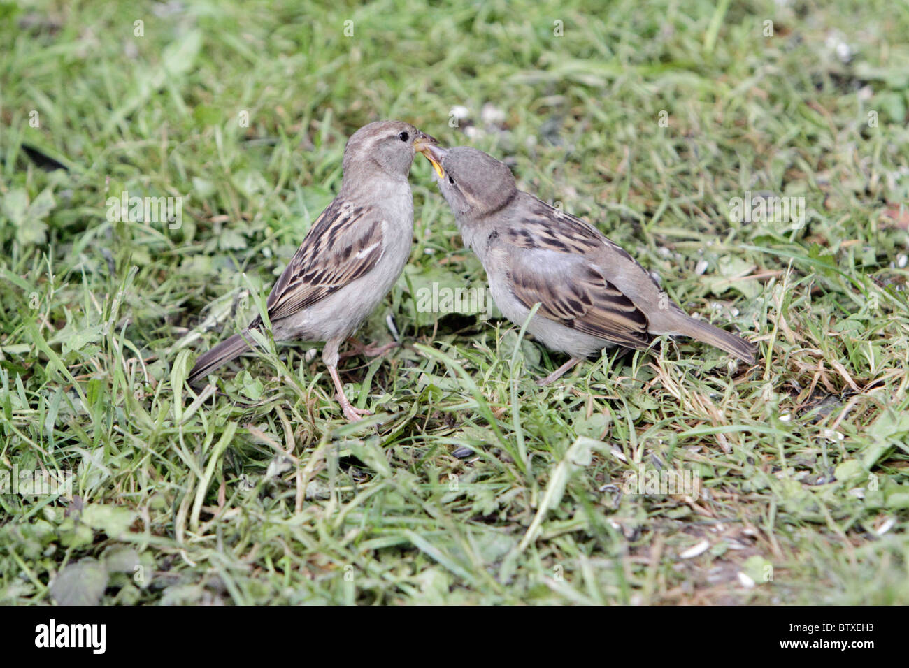 House Sparrow (Passer domesticus), young bird begging for food from mother, Germany Stock Photo