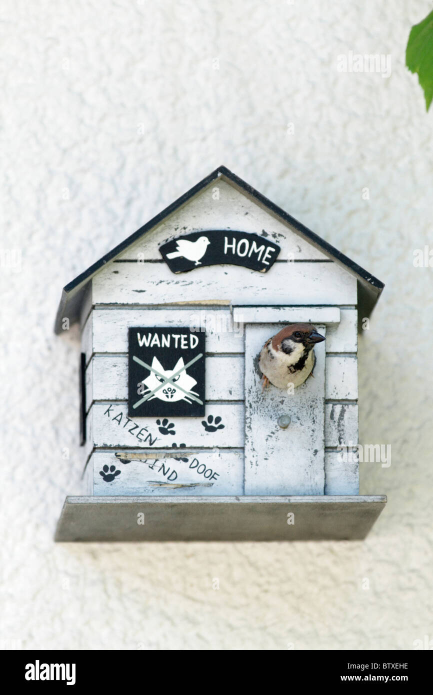 Tree Sparrow (Passer montanus), at nest box entrance on house wall, Germany Stock Photo