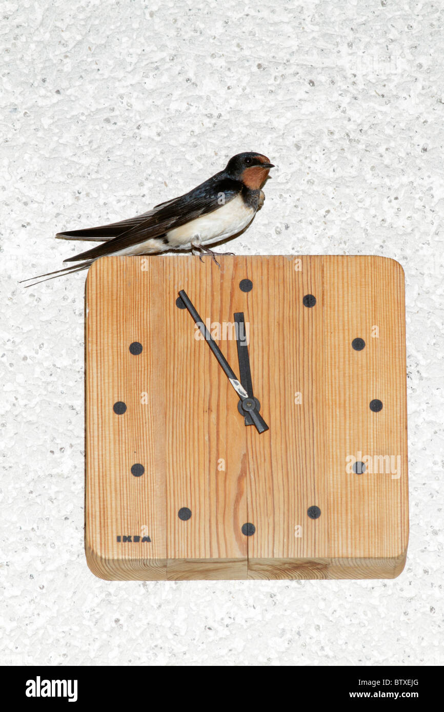 Barn Swallow (Hirundo rustica), adult sitting on outdoor wall clock, Germany Stock Photo