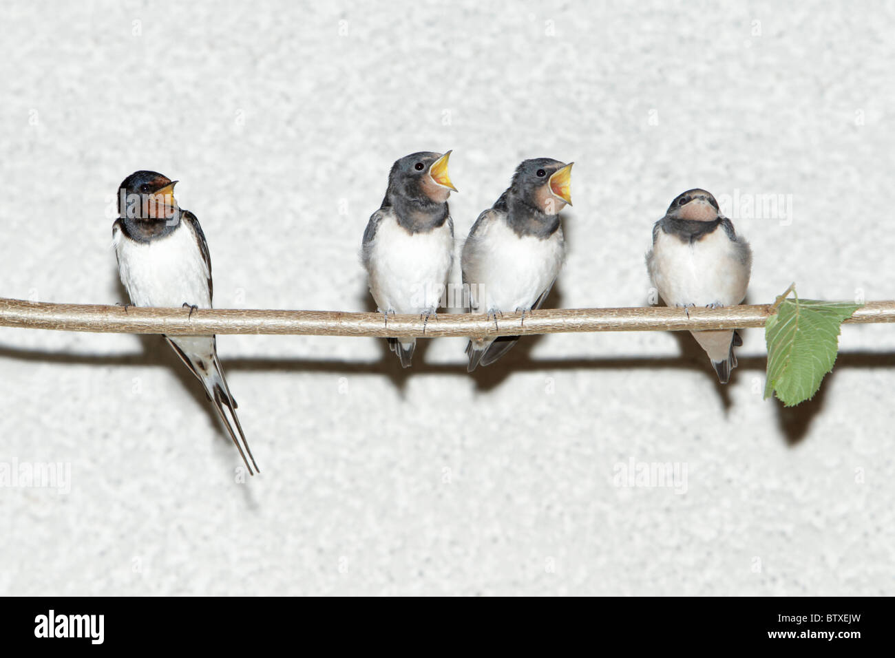 Barn Swallow (Hirundo rustica), parent bird and fledgelings sitting on stick, Germany Stock Photo