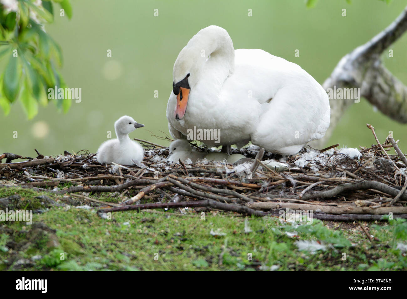 Mute Swan (Cygnus olor), parent bird at nest with two cygnets, Germany Stock Photo