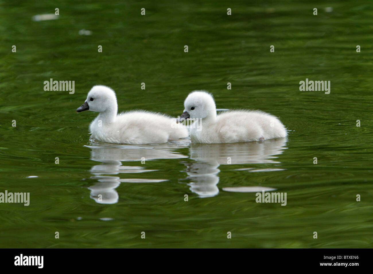 Mute Swan (Cygnus olor), two cygnets swimming on lake, Germany Stock Photo