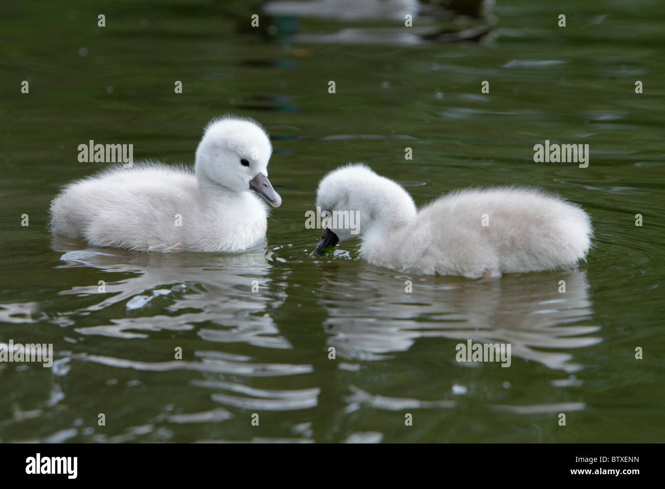 Mute Swan (Cygnus olor), two cygnets swimming on lake feeding, Germany Stock Photo