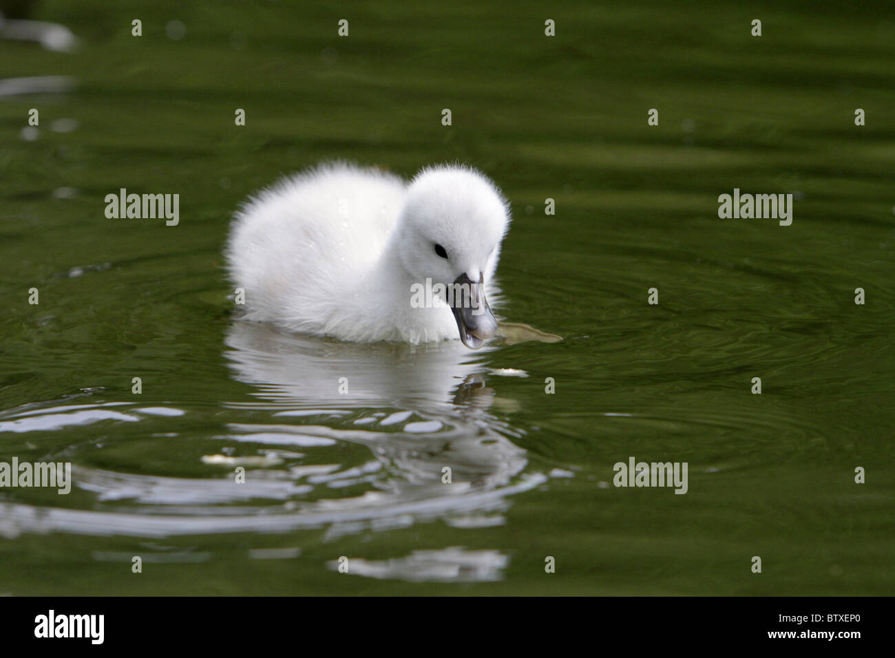Mute Swan (Cygnus olor), baby cygnet swimming on lake, Germany Stock Photo