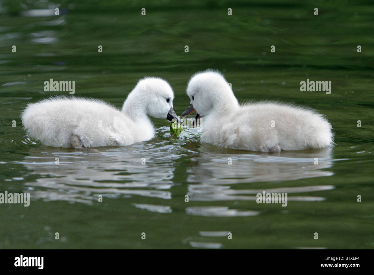Mute Swan (Cygnus olor), two cygnets swimming on lake feeding, Germany Stock Photo