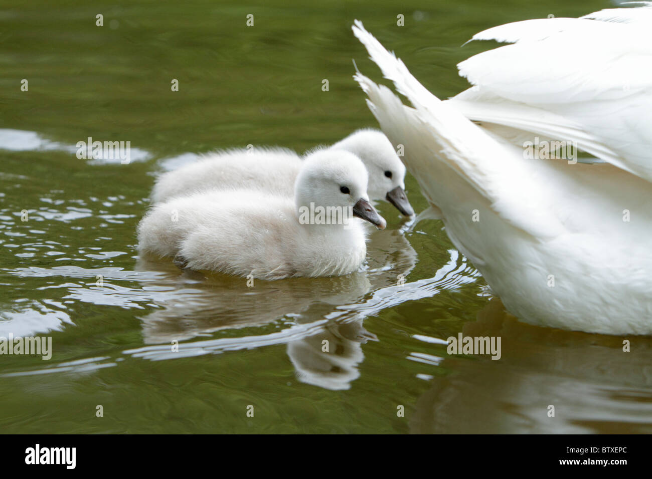 Mute Swan (Cygnus olor), two cygnets swimming on lake beside parent bird, Germany Stock Photo